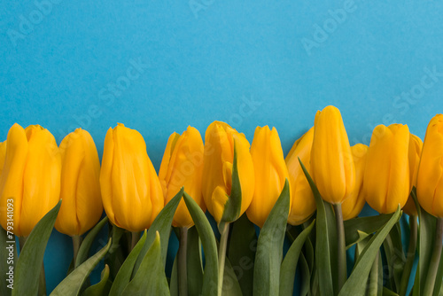 yellow tulips lie on a blue background. Floral background for postcard  banner