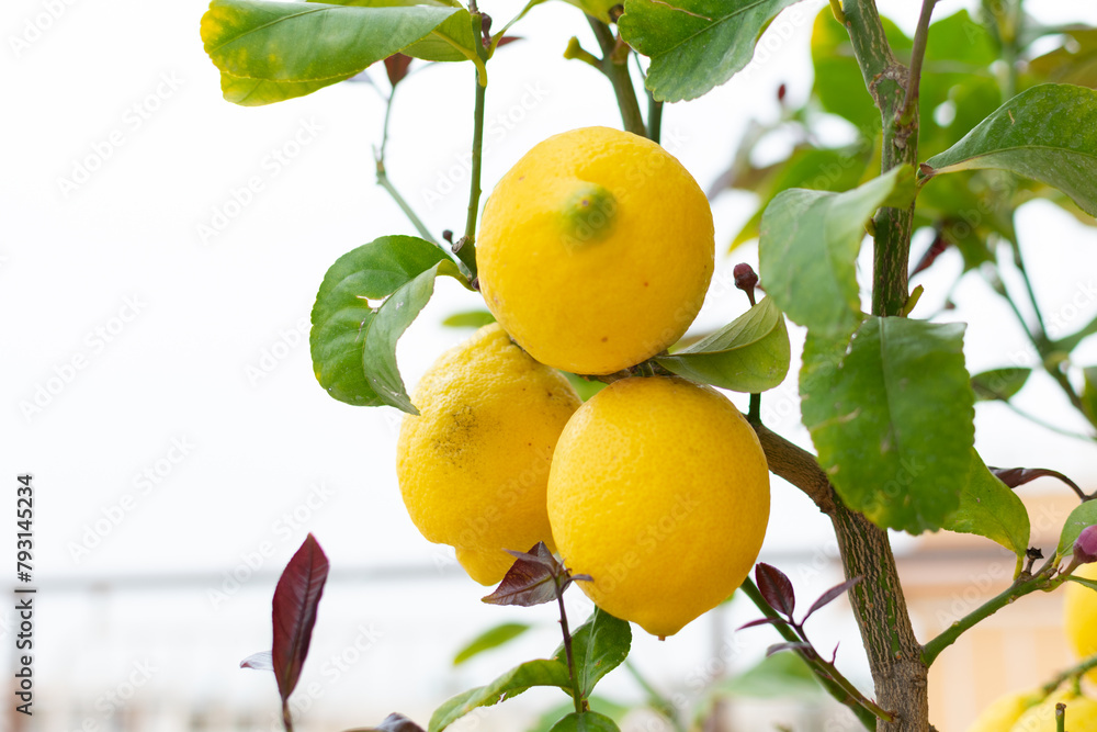 Large juicy yellow lemons on green branches, close-up, home garden, gardening, fruit cultivation