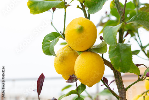Obraz na płótnie Large juicy yellow lemons on green branches, close-up, home garden, gardening, fruit cultivation w salonie