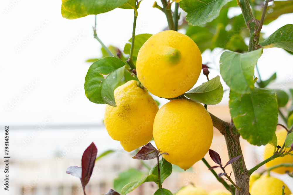 Large juicy yellow lemons on green branches, close-up, home garden, gardening, fruit cultivation