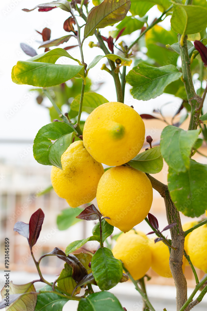 Large juicy yellow lemons on green branches, close-up, home garden, gardening, fruit cultivation