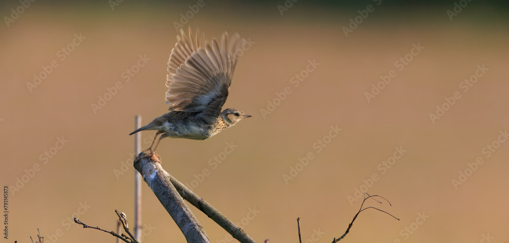 Eurasian skylark (Alauda arvensis) starting to fly