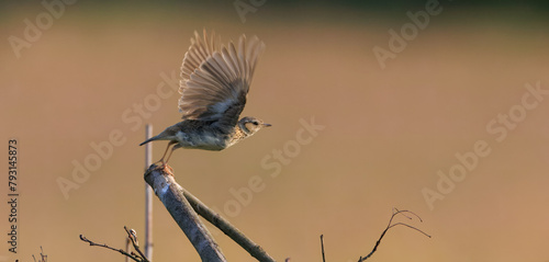 Eurasian skylark (Alauda arvensis) starting to fly photo