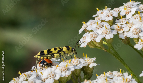 Chlorophorus beetle closeup on white flower in summer photo