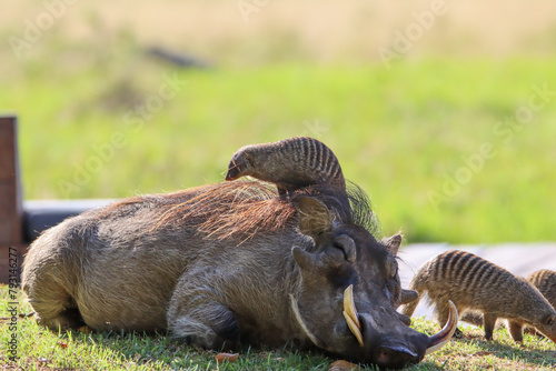 Photography Best friends - warthog and mongoose