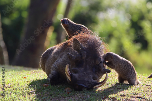 Wild boar and meerkat - friends with benefits