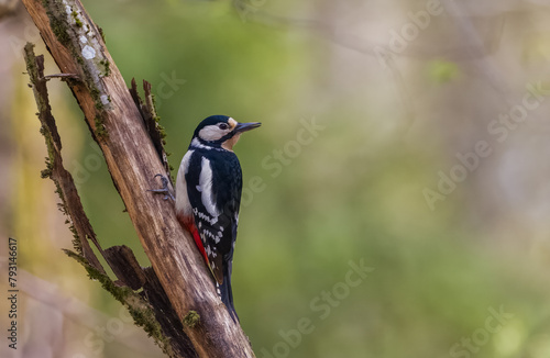 Great spotted woodpecker (Dendrocopos major) looking at camera