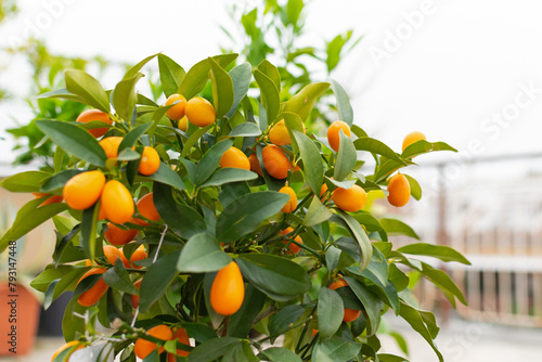 Orange ripe juicy kumquat fruits on a green bush, close-up