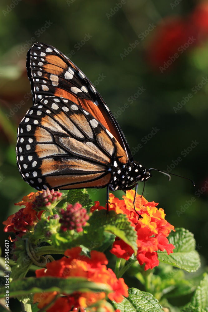 Fototapeta premium Monarch Butterfly