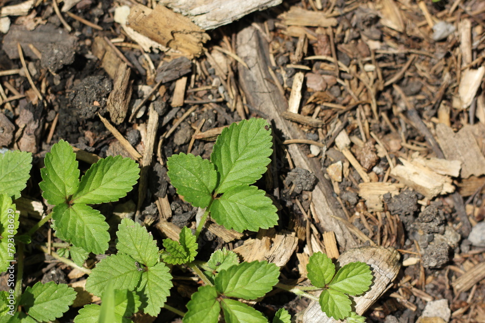 Strawberryplants growing on the ground. Strawberryplants growing on the ground.