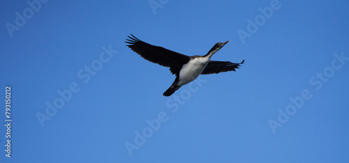 Imperial Shag Flies Overhead on a Clear Blue Sky