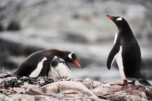 Momma Penguin Protects Her Chick from Others photo