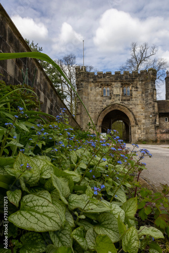 Forget-me-not flowers near Whalley Abbey Entrance, Lancashire, 