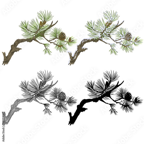 Pine branch with snow and pine cones and  as vintage engraving and silhouette set  nine vector illustration editable hand drawn