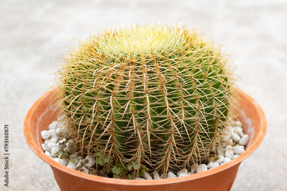 A very large green Cactus Echinocactus Gruzona with large spines close-up in a large brown pot - close-up, bokeh effect, blurred background, selective focus