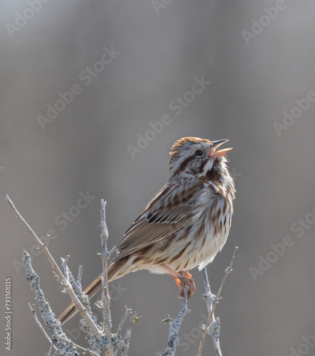 Song Sparrow singing from a shrub in springtime 