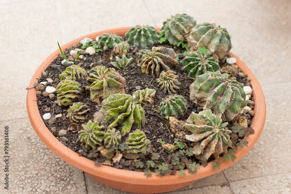 Many small cacti in one large round pot, close-up, blurred background, selective focus