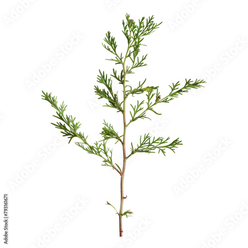 A Wormwood branch stands out against a transparent background isolated on transparent background