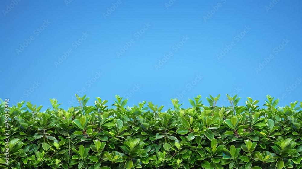  A tight shot of a hedge against a backdrop of blue sky, dotted with green foliage in the foreground