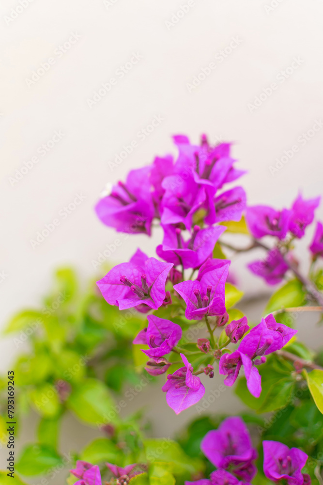 Luxury purple bougainvillea flowers on a branch, close-up, spring bloom