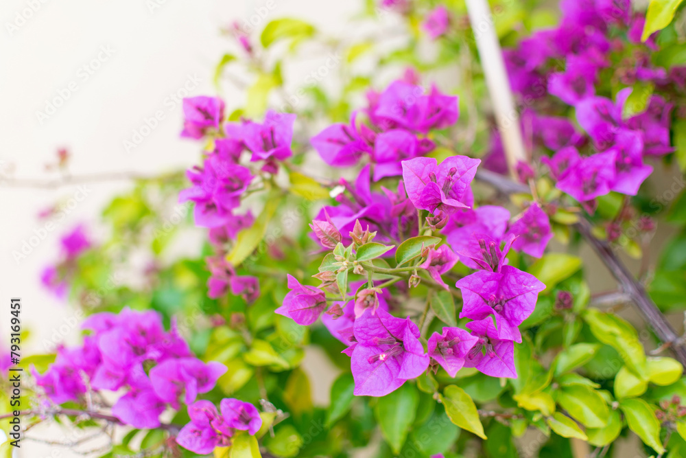 Luxury purple bougainvillea flowers on a branch, close-up, spring bloom