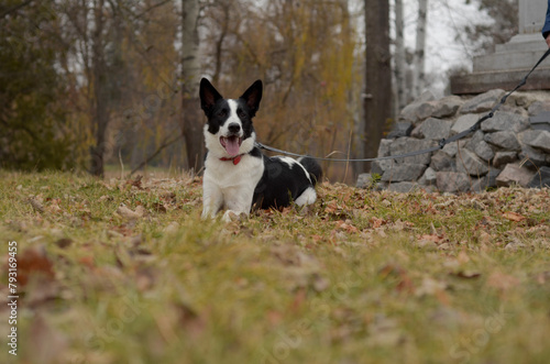 border collie playing in the park © no_Natali