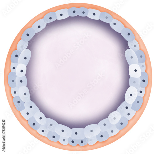 ovaries produce eggs and hormones for menstruation and pregnancy. They are found on either side of the uterus.  photo