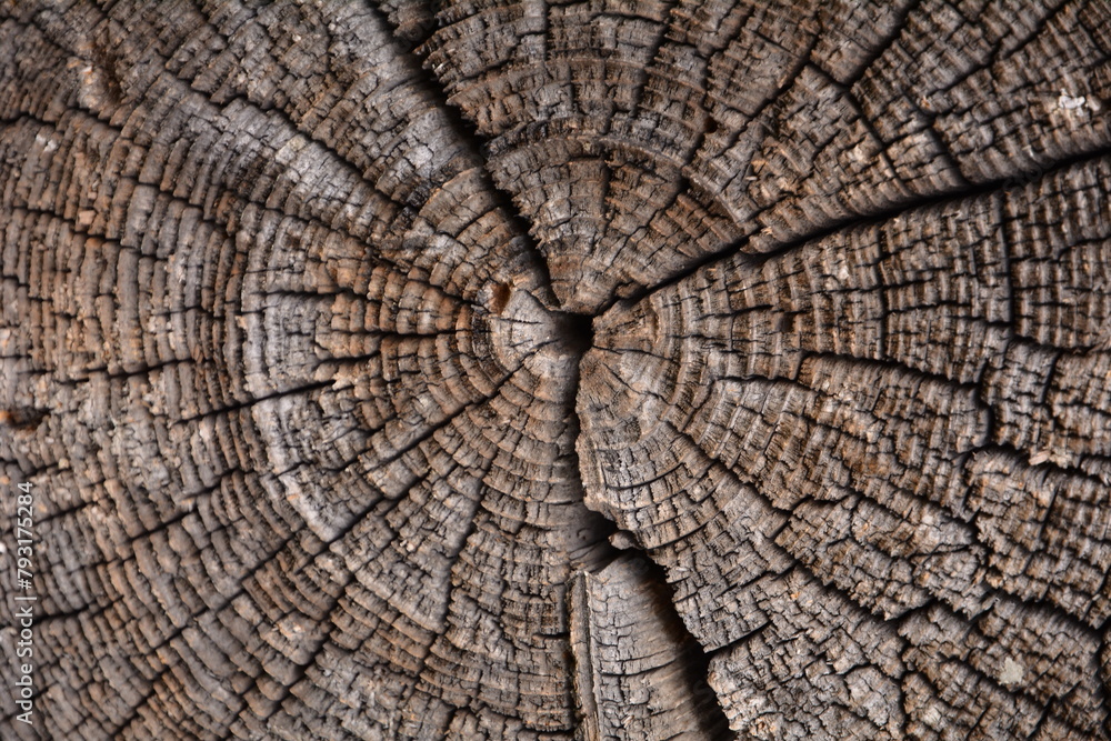 Fototapeta premium Old wood texture