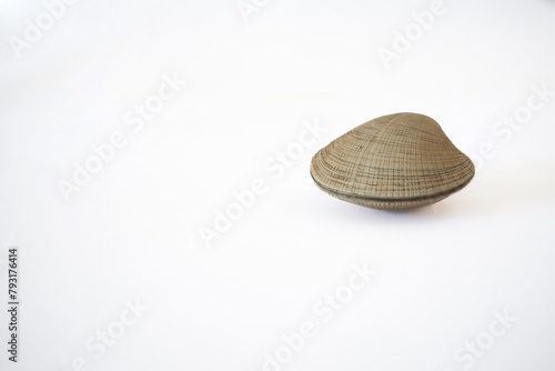 isolated clam on a white background