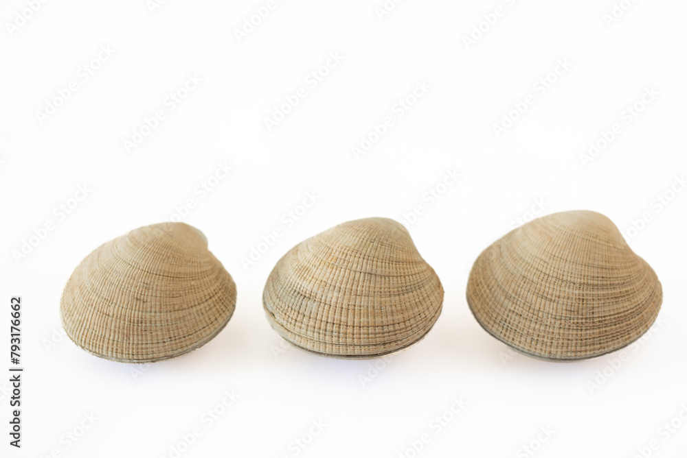 three chilean clams on a white board three chilean clams on a white board