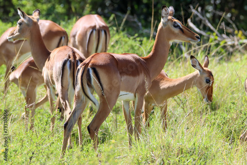 group of impala antelope in the savannah