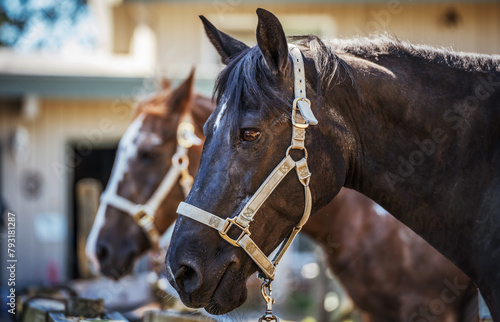 Horses on the ranch © bobex73