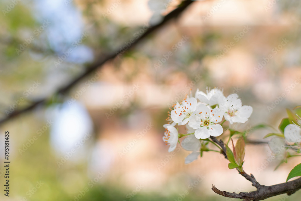 Spring gardens - cherry blossom branch, close-up white flowers, blurred background, stunning bokeh effect