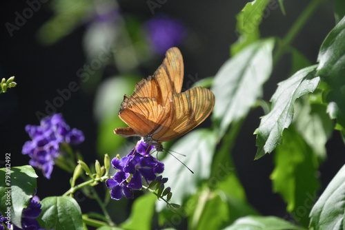 Fantastic Close Up of a Flame Butterfly photo