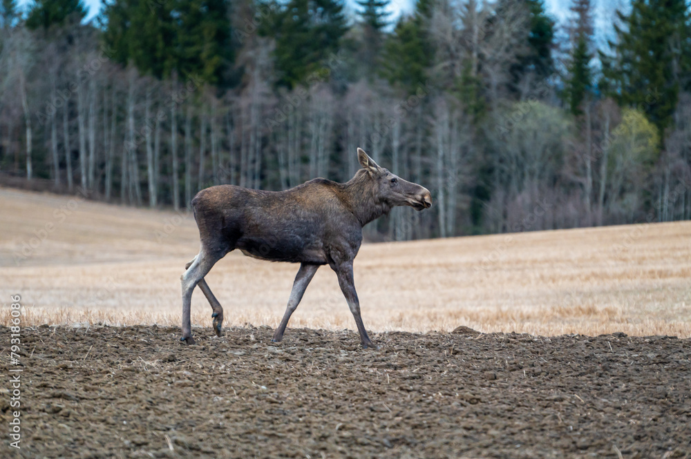 Fototapeta premium A brown moose is walking through a field