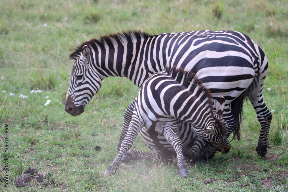 Close up of zebras fighting in the grass Close up of zebras fighting in the grass