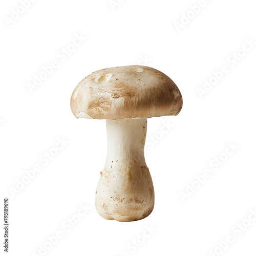 A single mushroom champignon stands out against a transparent background