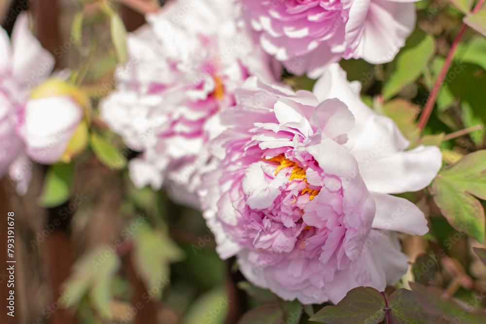 Large lush flowers of pink peonies on green bushes