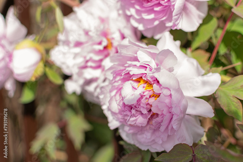 Large lush flowers of pink peonies on green bushes