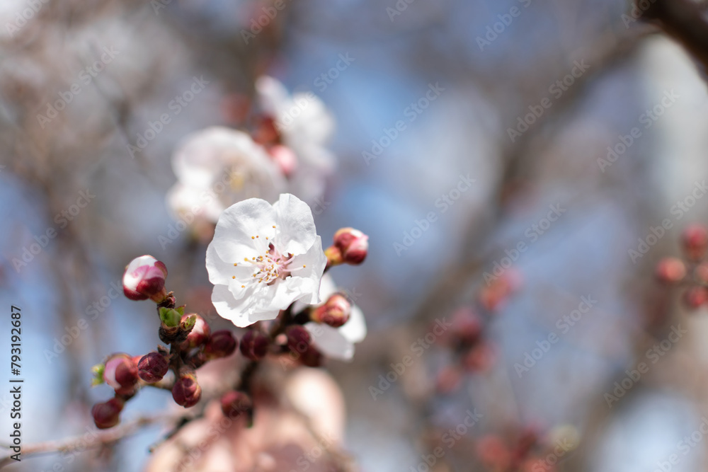 Blooming spring tree closeup white flower on a background of blue sky and branches, bokeh effect, blurred background
