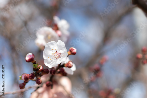 Obraz na płótnie Blooming spring tree closeup white flower on a background of blue sky and branches, bokeh effect, blurred background w salonie