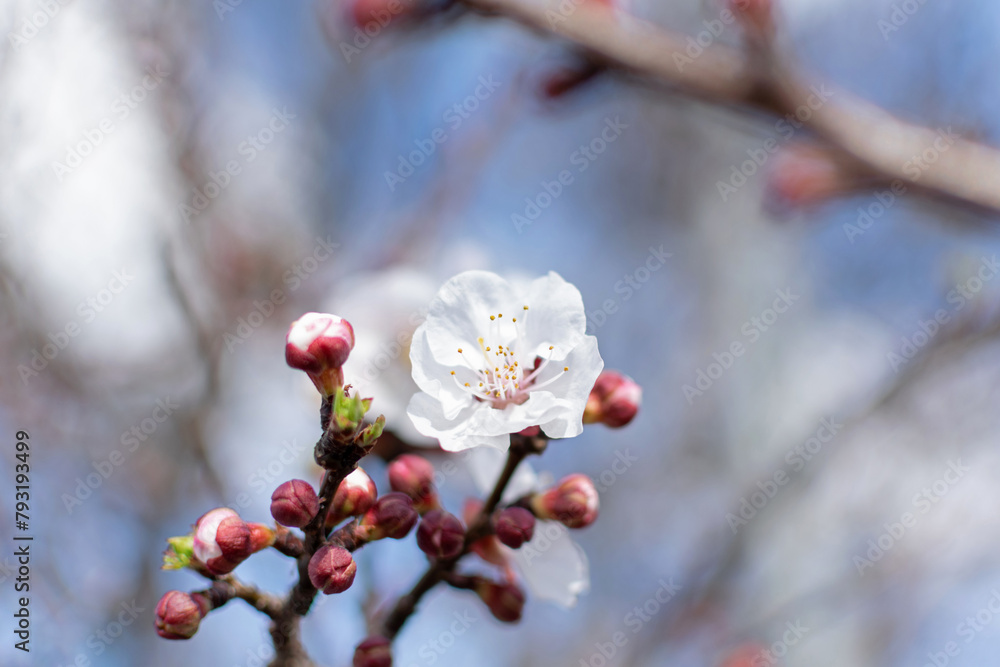 Blooming spring tree closeup white flower on a background of blue sky and branches, bokeh effect, blurred background Blooming spring tree closeup white flower on a background of blue sky and branches, bokeh effect, blurred background