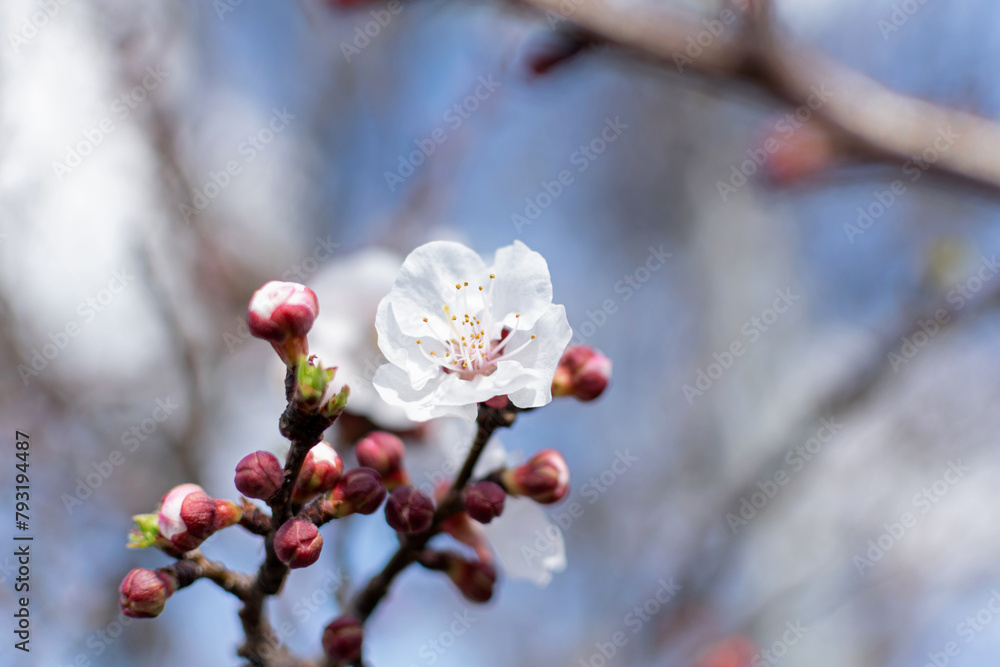 Blooming spring tree closeup white flower on a background of blue sky and branches, bokeh effect, blurred background