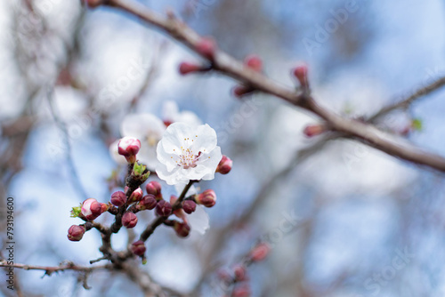 Obraz na płótnie Blooming spring tree closeup white flower on a background of blue sky and branches, bokeh effect, blurred background w salonie