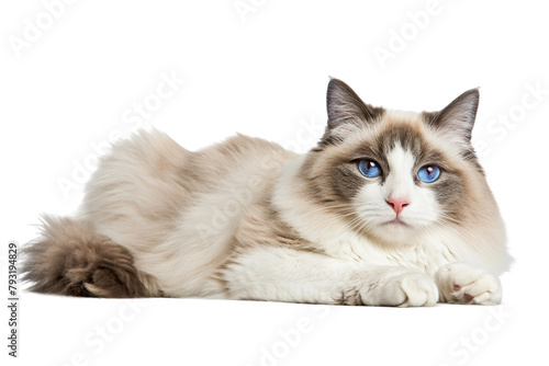 Ragdoll Cat Isolated on Transparent Background photo