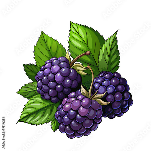 Blackberry fruit berry summer cartoon style on white background