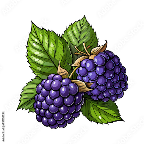 Blackberry fruit berry summer cartoon style on white background