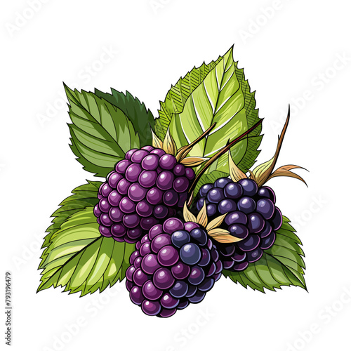 Blackberry fruit berry summer cartoon style on white background