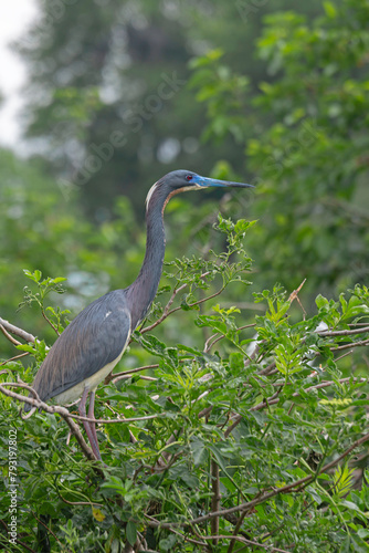 The red eye, blue beak, and  white plume at back of head indicate a breeding adult Tri-Colored Heron during mating season.