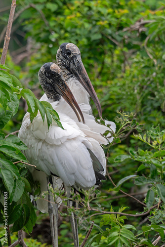 A pair of Wood Storks at their nest during mating season.